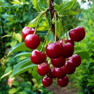 Вишня Тургеневка обыкновенная (саженец с этикеткой) 1шт (Сиб сад)