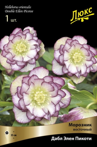 Морозник Дабл Элен Пикоти 1шт (Поиск)