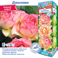 Роза Джалита (Чайно-гибридная) 1шт (Сиб сад)