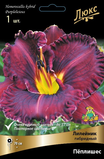 Лилейник Пеплишес 1шт (Поиск)