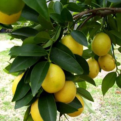 Цитрус Лимонелла (Лаймкват) (Комнатное растение) 1шт (Поиск)