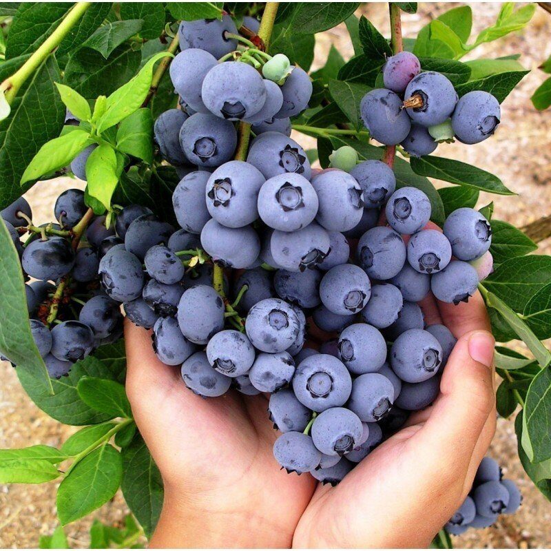 Голубика Дук (коробка) 1шт (Поиск)