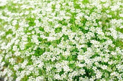 Гипсофила Филоу Вайт 1шт (Поиск)