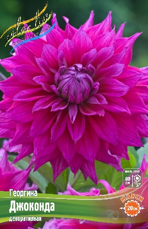 Георгина Джоконда 1шт (Колорлайн)
