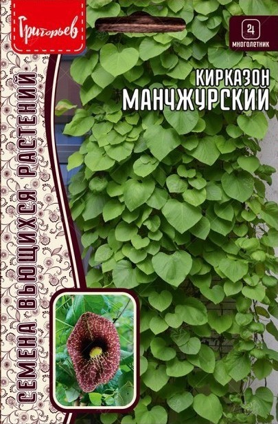 Кирказон манчжурский многолетник 20шт (Ред.Сем)