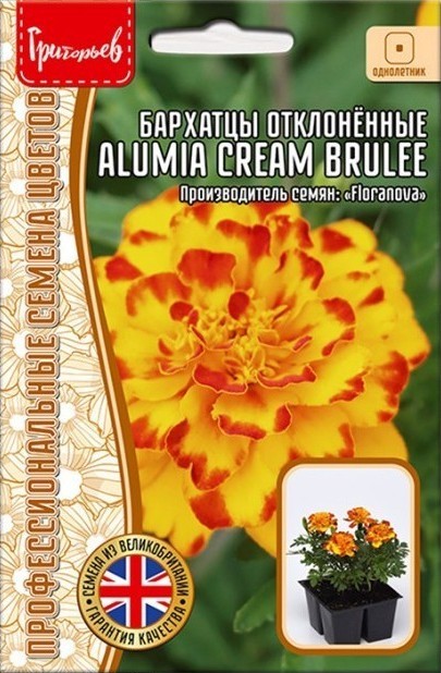 Бархатцы Alumia Cream Brulee отклоненные однолетник 5шт (Ред.Сем)