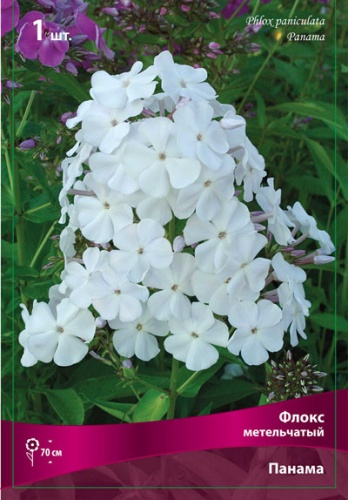 Флокс Панама 1шт (Поиск)