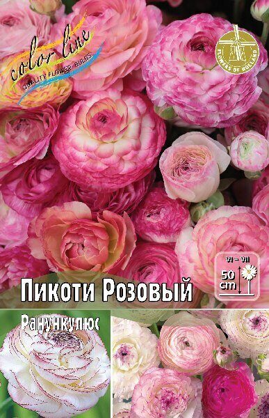 Ранункулюс Пикоти Розовый 5/6 10шт (Колорлайн)