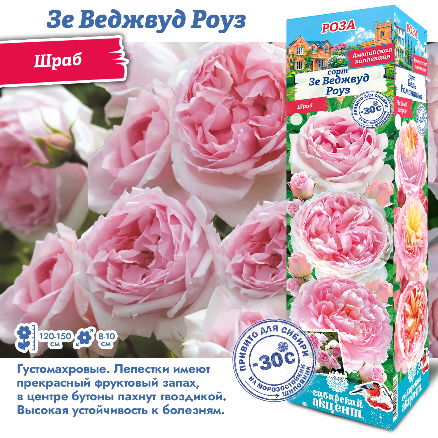 Роза Зе Веджвуд Роуз (Английская/Шраб) 1шт (Сиб сад)