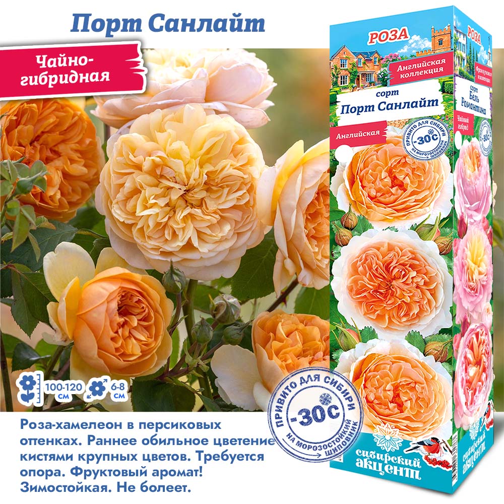 Роза Порт Санлайт (Английская) 1шт (Сиб сад)