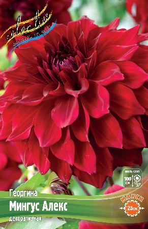 Георгина Мингус Алекс 1шт (Колорлайн)