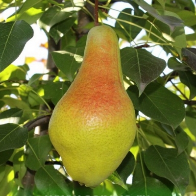 Груша Яковлева (саженец с этикеткой) 1шт (Сиб сад)