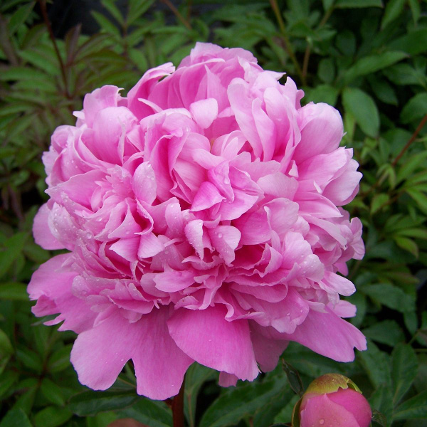 Пион Месье Жюль Эли 2/3 1шт (Поиск)