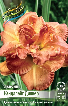 Лилейник Кэндллайт Диннер 1шт (Колорлайн)