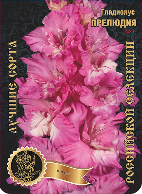Гладиолус Прелюдия 473,Фотин Экстра 1шт (Ф)