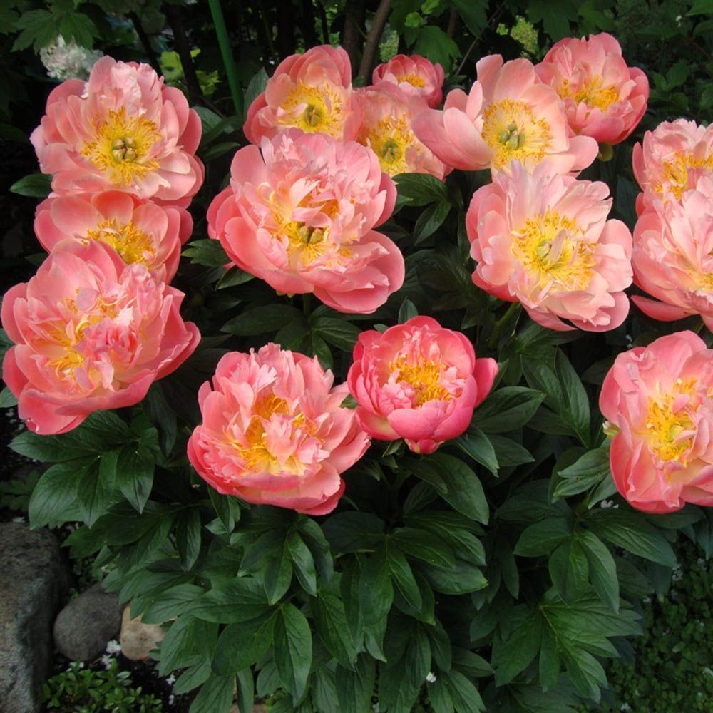 Пион Пинк Гавайан Корал 2/3 1шт (Поиск)