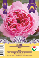 Роза Делия (Шраб) 1шт (Сиб сад)