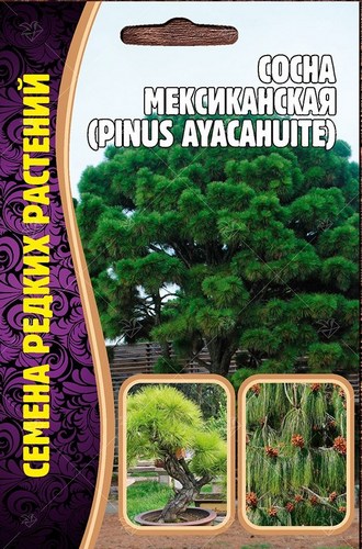 Сосна мексиканская 10шт (Ред.сем)