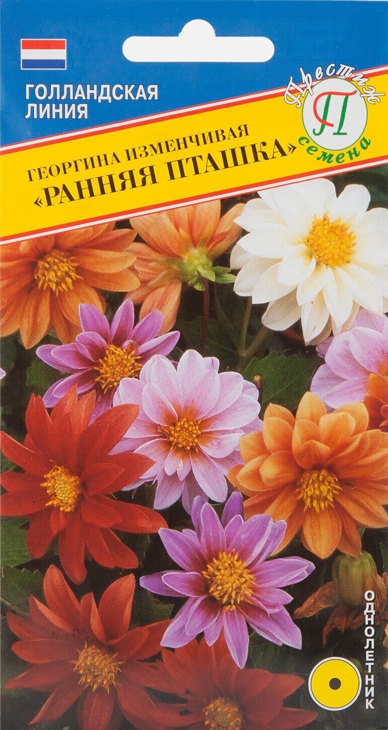 Георгина Ранняя Пташка однолетник 20шт (Престиж)