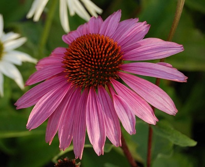 Эхинацея Магнус Супериор 1шт (Поиск)