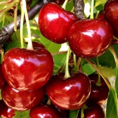 Вишня ДЮК Ивановна (саженец с этикеткой) 1шт (Сиб сад)