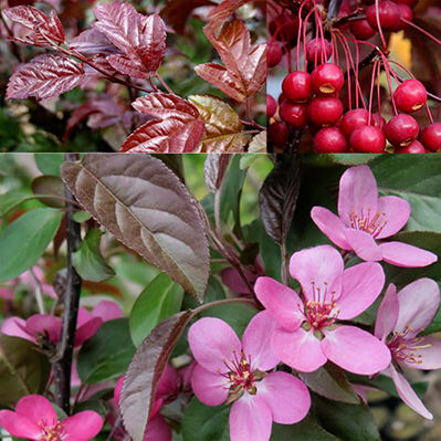 Яблоня Скарлет декоративная 1шт (Поиск)