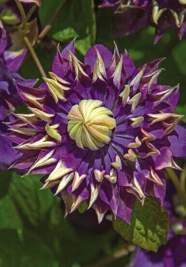 Клематис Тайга (контейнер Р9) 1шт (Колорлайн)