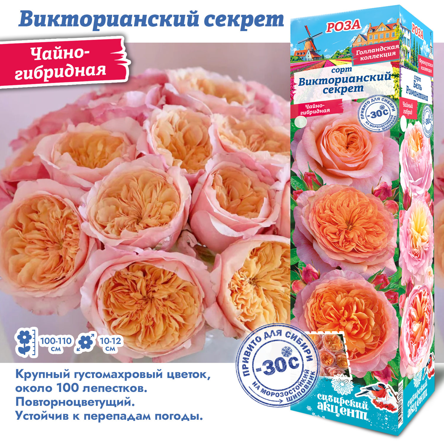 Роза Викторианский Секрет (Чайно-гибридная) 1шт (Сиб сад)