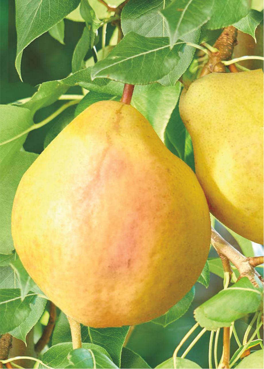 Груша Памяти Анзина (саженец с этикеткой) 1шт (Сиб сад)