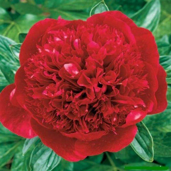 Пион Ред Мэджик 2/3 1шт (Поиск)