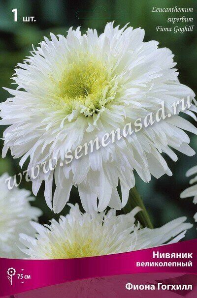 Нивяник Фиона Гогхилл 1шт (Поиск)