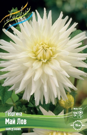 Георгина Май Лов 1шт (Колорлайн)
