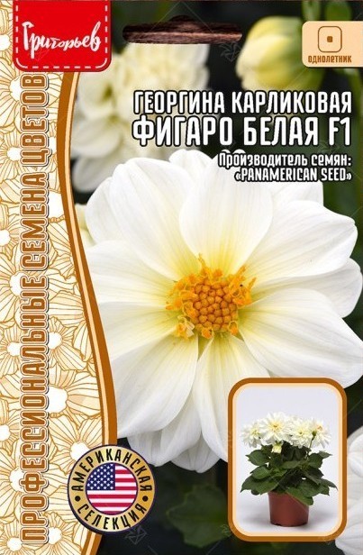 Георгина Фигаро F1 белая однолетник 5шт (Ред.сем)