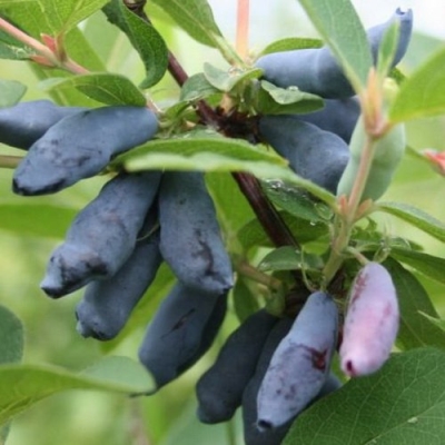 Жимолость Ассоль (коробка) 1шт (Сиб Сад)