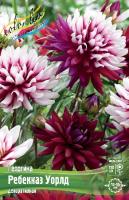 Георгина Ребекказ Уорлд 1шт (Колорлайн)