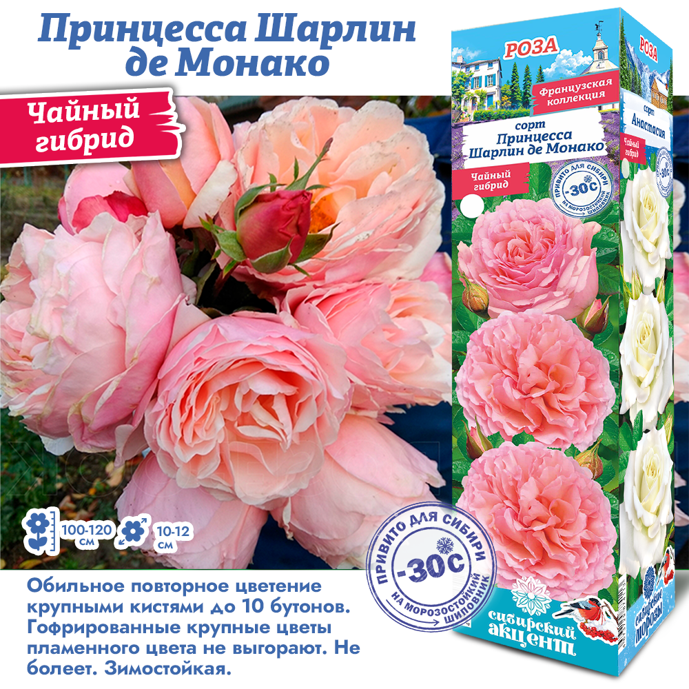Роза Принцесса Шарлин де Монако (Чайно-гибридная) 1шт (Сиб сад)