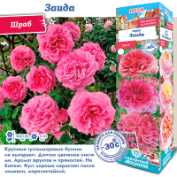 Роза Заида (Шраб) 1шт (Сиб сад)