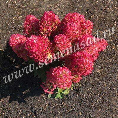 Гортензия Литтл Рози (Метельчатая) 1шт (Поиск)