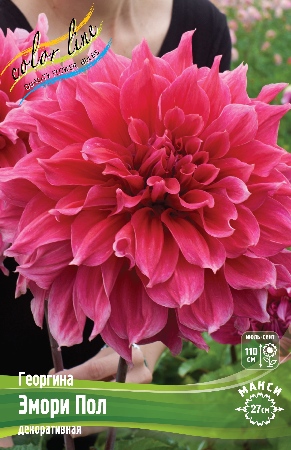 Георгина Эмори Пол 1шт (Колорлайн)