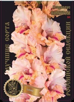 Гладиолус Самурай 531,Фотин 1 р-р 1шт (Ф)