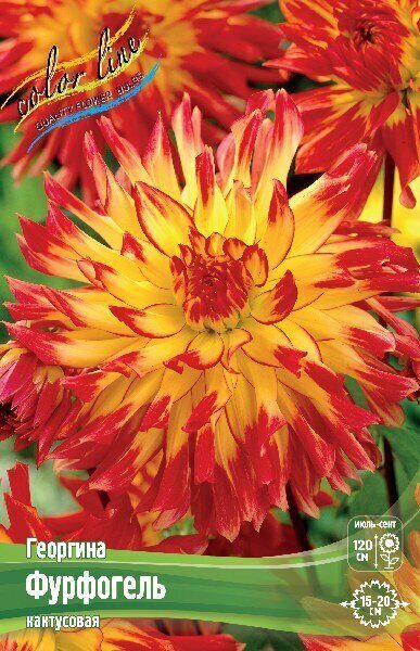Георгина Фурфогель 1шт (Колорлайн)