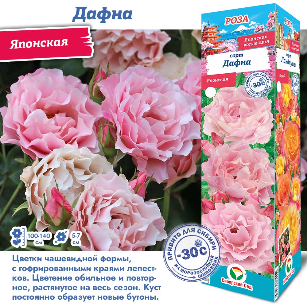 Роза Дафна (Японская) 1шт (Сиб сад)