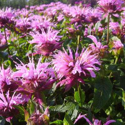 Монарда Бьюти ов Кобэм 1шт (Поиск)