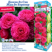 Роза Домэн дэ Сэн Жан де Борегар (Флорибунда) 1шт (Сиб сад)