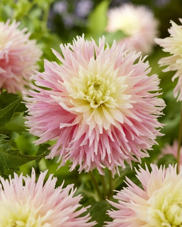 Георгина Джаст Мерриед 1шт (Колорлайн)