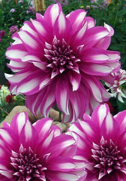 Георгина Радегаст 1шт (Колорлайн)