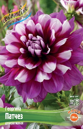 Георгина Патчез 1шт (Колорлайн)