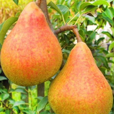 Груша Кафедральная (саженец с этикеткой) 1шт (Сиб сад)