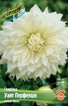 Георгина Уайт Перфекшн 1шт (Колорлайн)