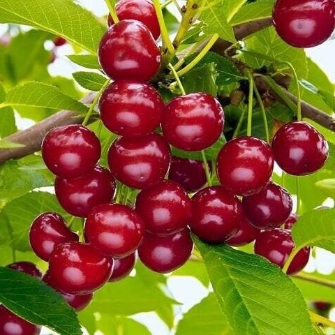 Вишня Ашинская степная (саженец с этикеткой) 1шт (Сиб Сад)